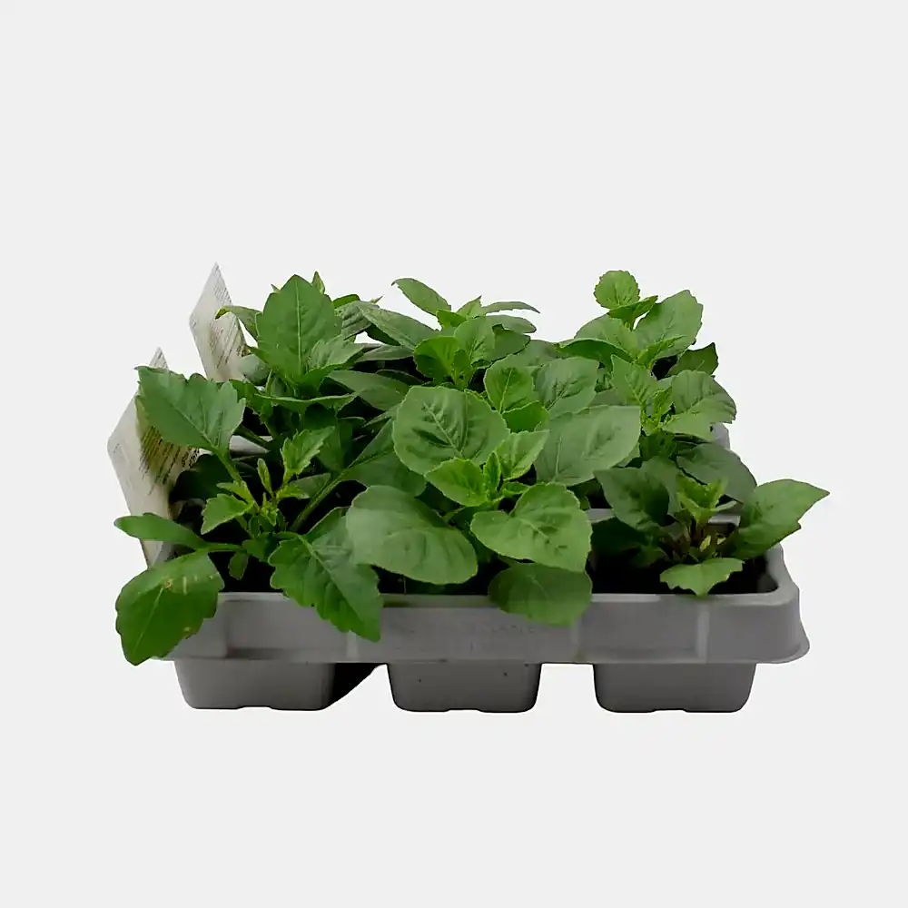 Dahlia Green Mixed 6 Pack x 2 (12 Plants) plants by post