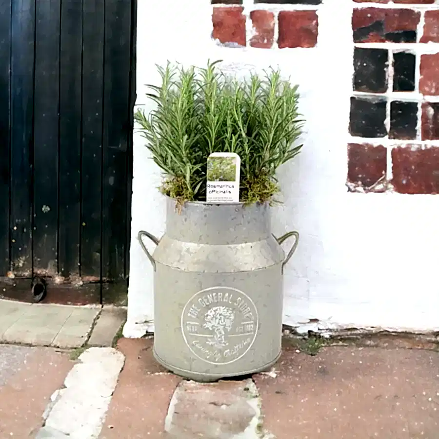 Rosemary Milk Churn Planter