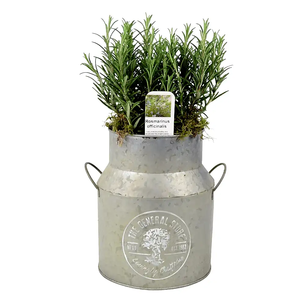 Rosemary Milk Churn Planter plants by post