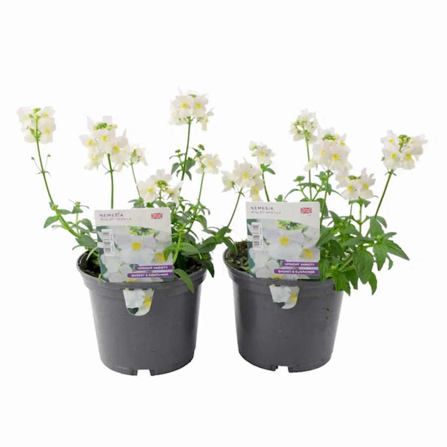 Nemesia Wisley Vanilla 1L Pot x 2