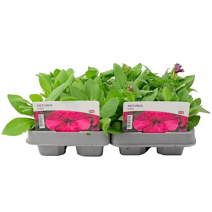 Petunia Pink 6 Pack x 2 (12 Plants) plants by post