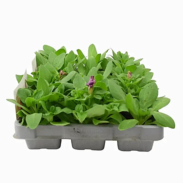 Petunia Pink 6 Pack x 2 (12 Plants) plants by post