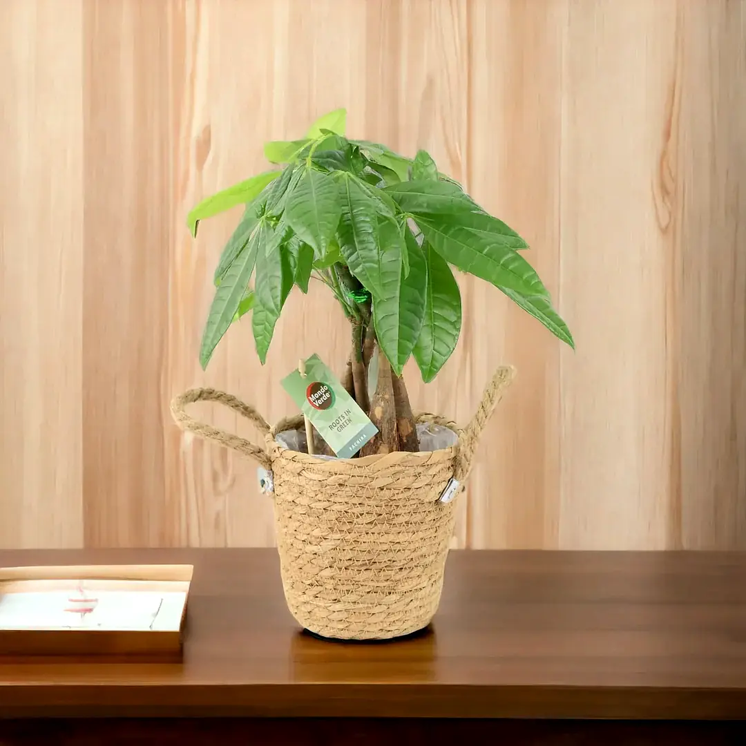 Pachira Money Tree 12cm