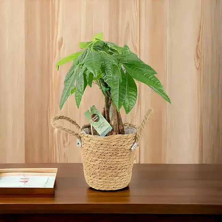 Pachira Money Tree 12cm