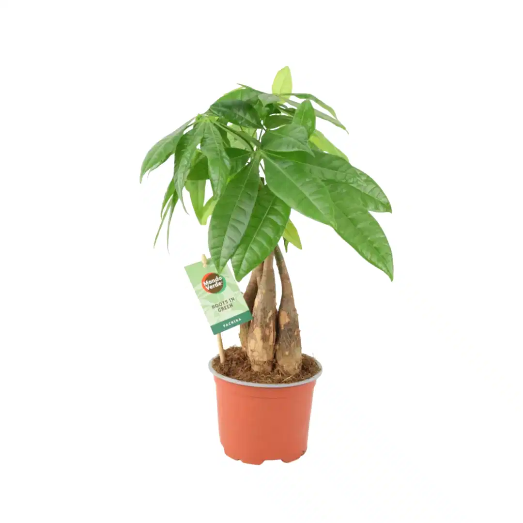 Pachira Money Tree 12cm