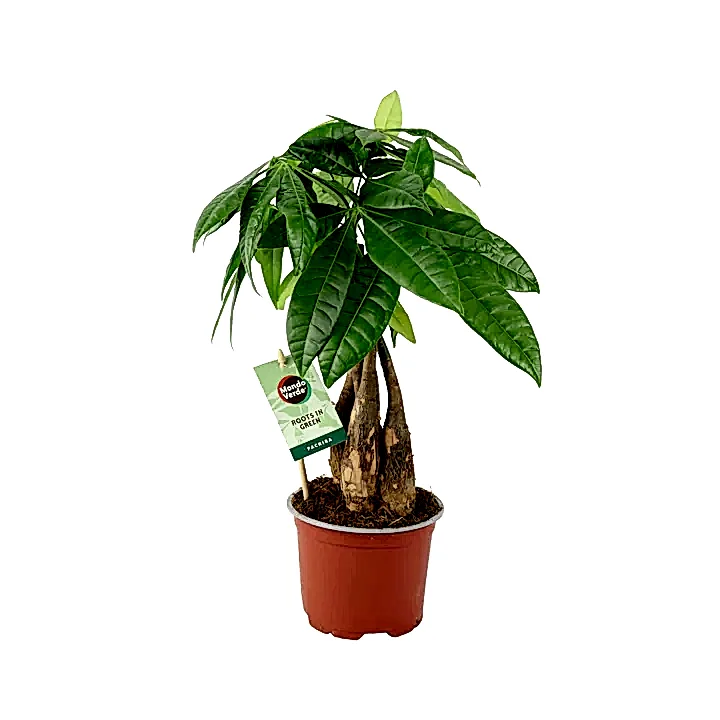 Pachira Money Tree 12cm