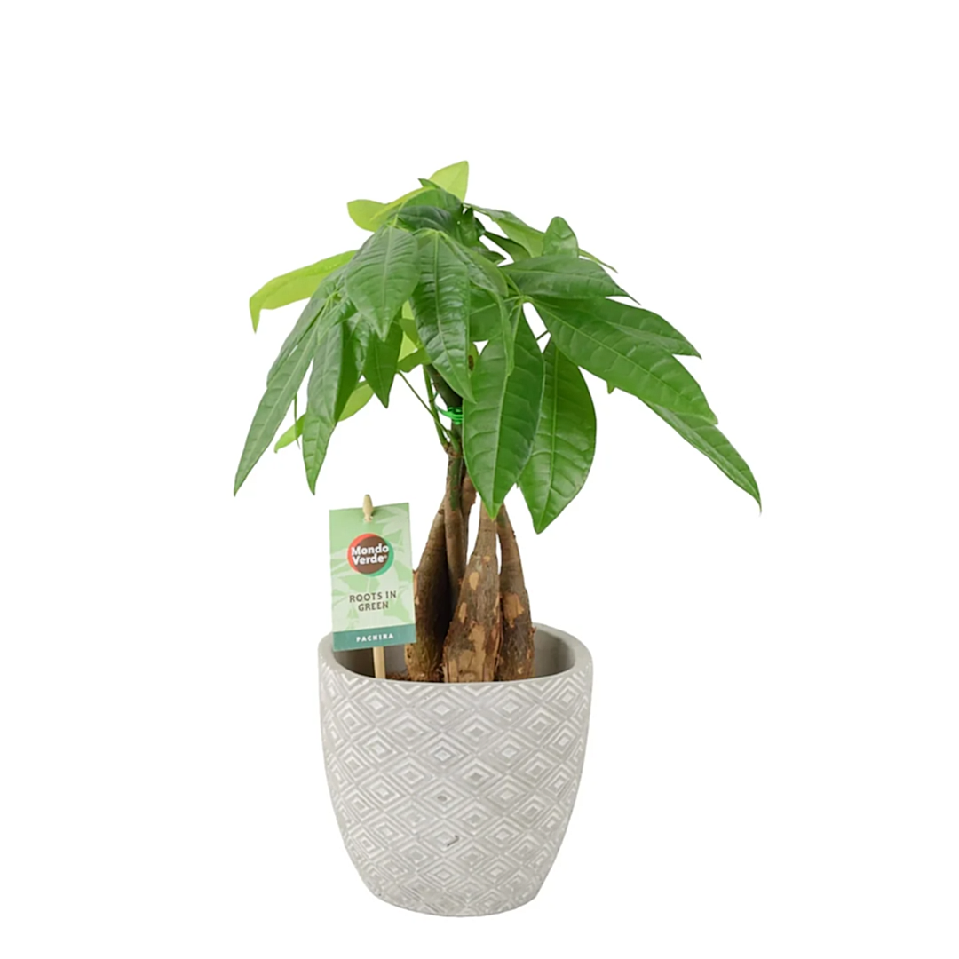Pachira Money Tree 12cm