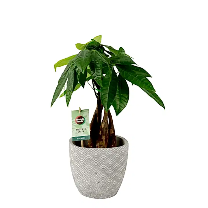 Pachira Money Tree 12cm