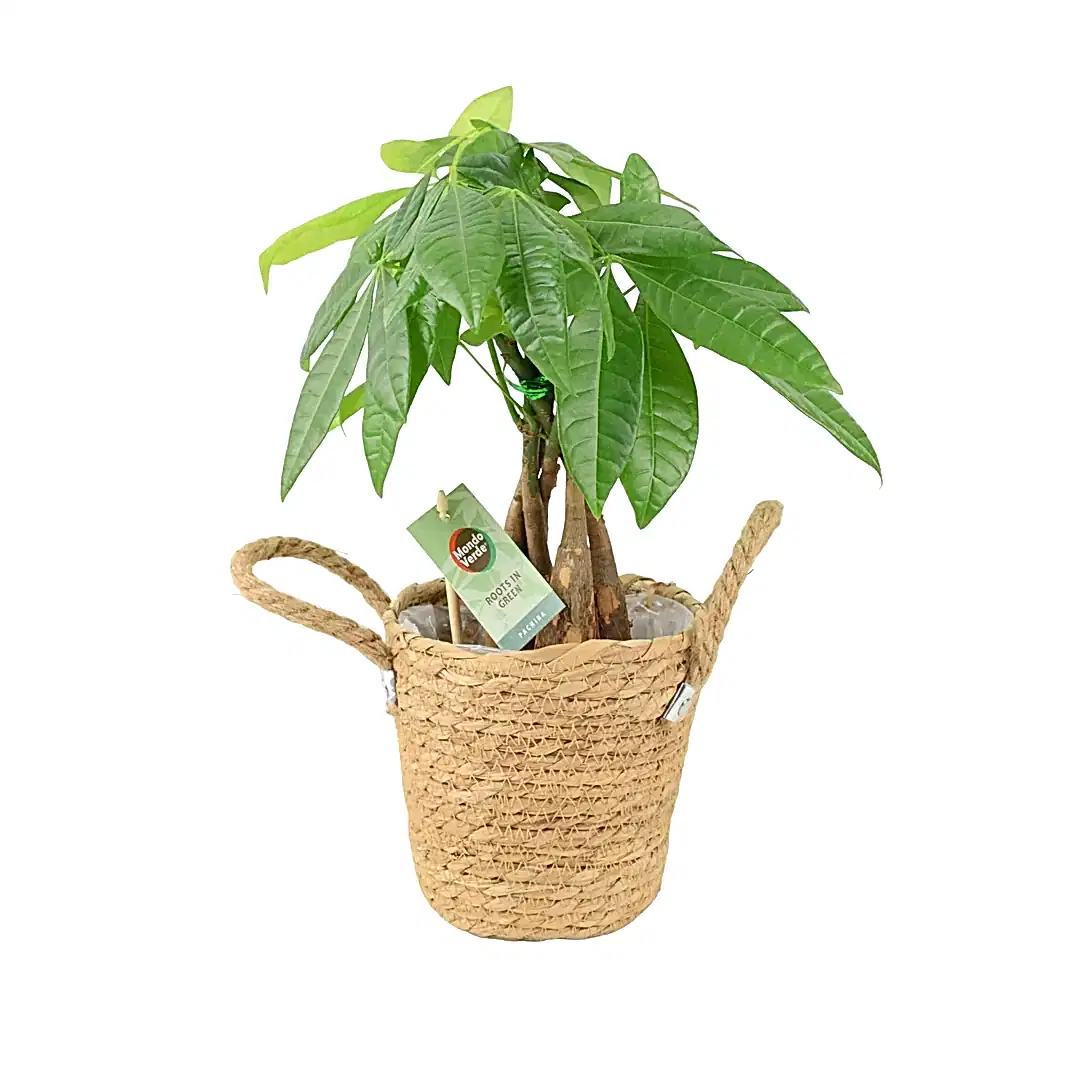 Pachira Money Tree 12cm