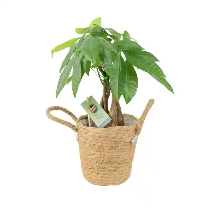 Pachira Money Tree 12cm