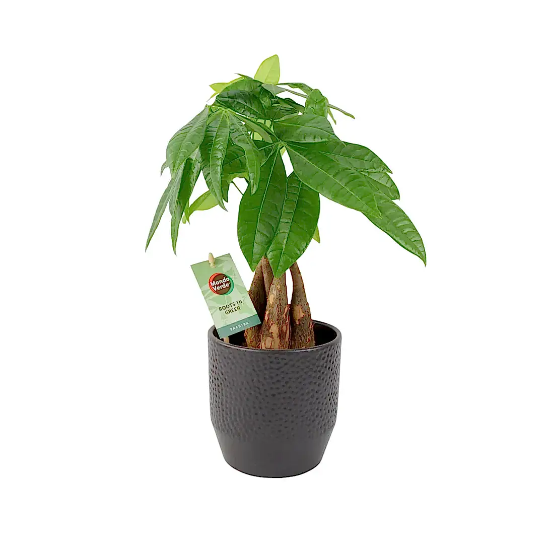 Pachira Money Tree 12cm