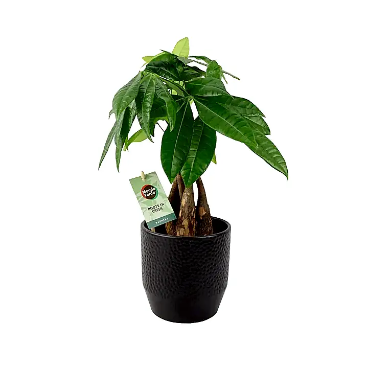 Pachira Money Tree 12cm