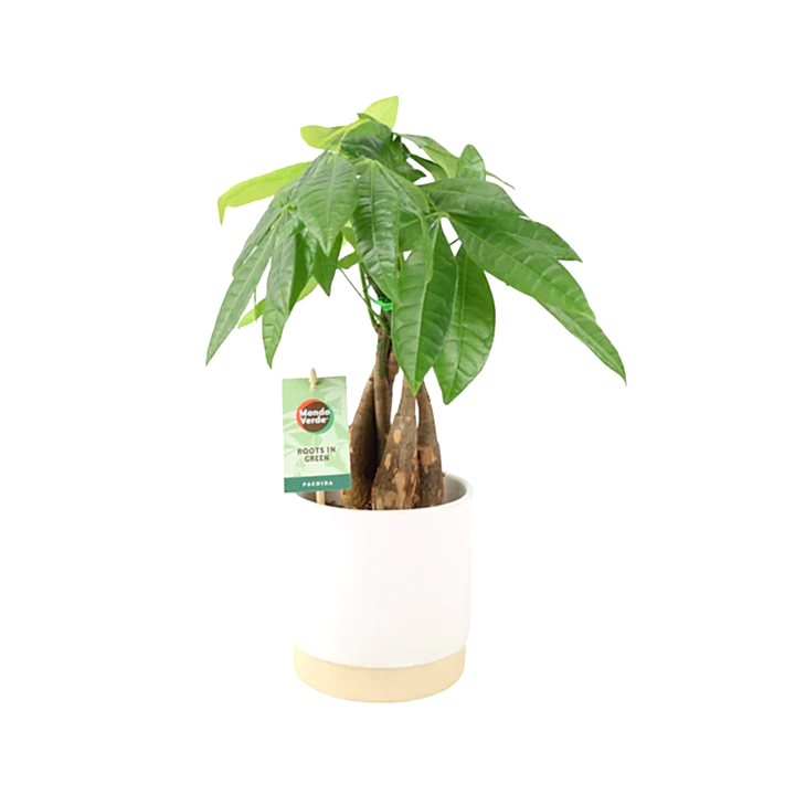 Pachira Money Tree 12cm
