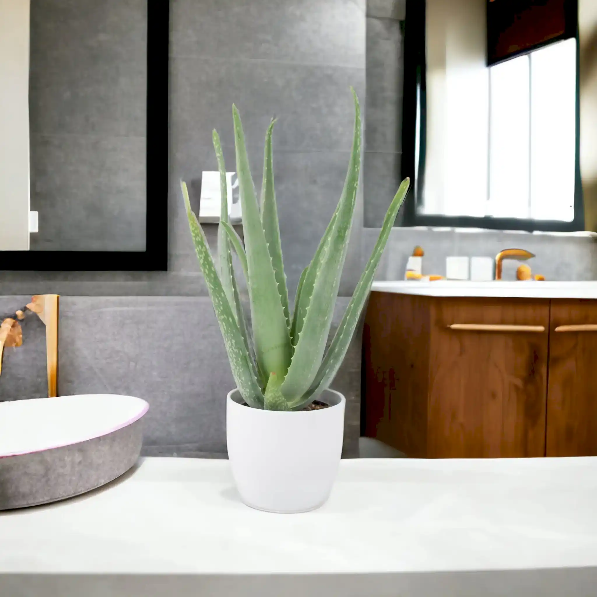 Leafy House Plants