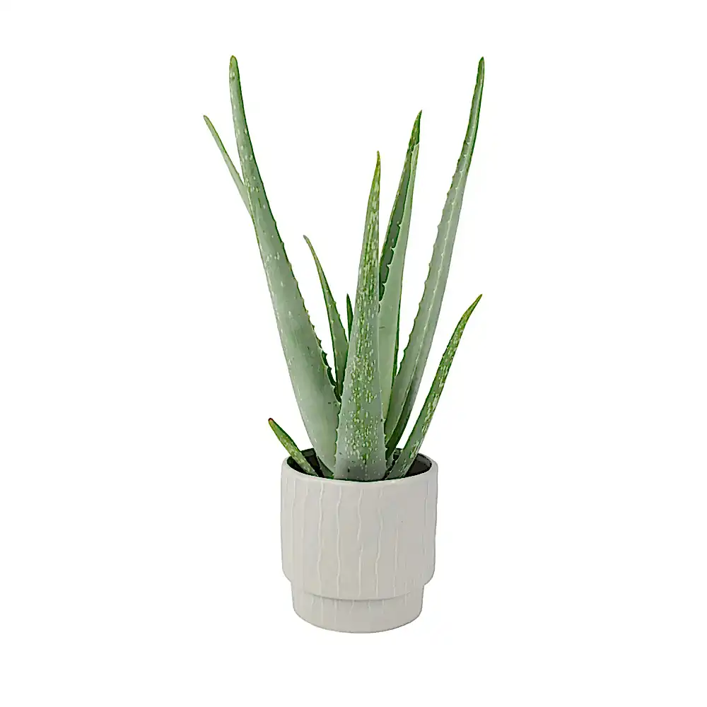 Aloe Vera Plant In 12cm