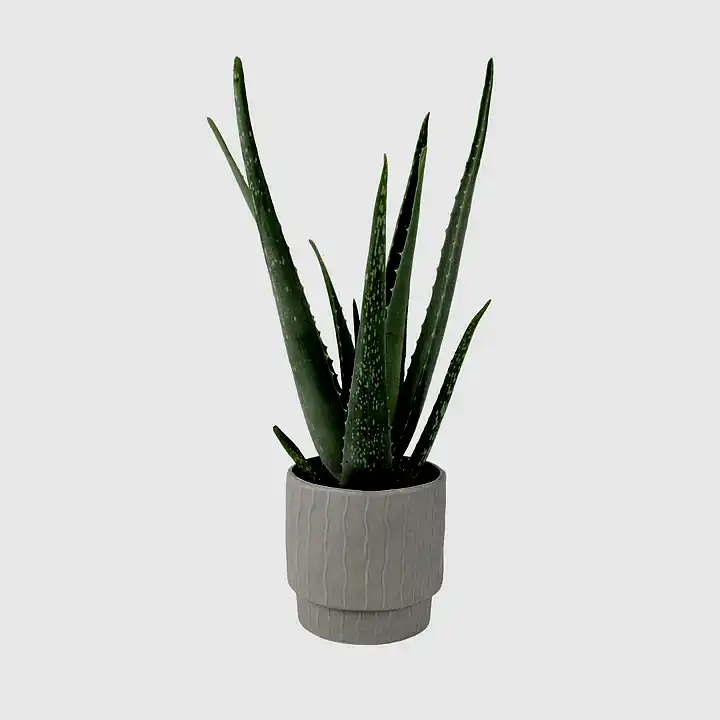 Aloe Vera Plant In 12cm