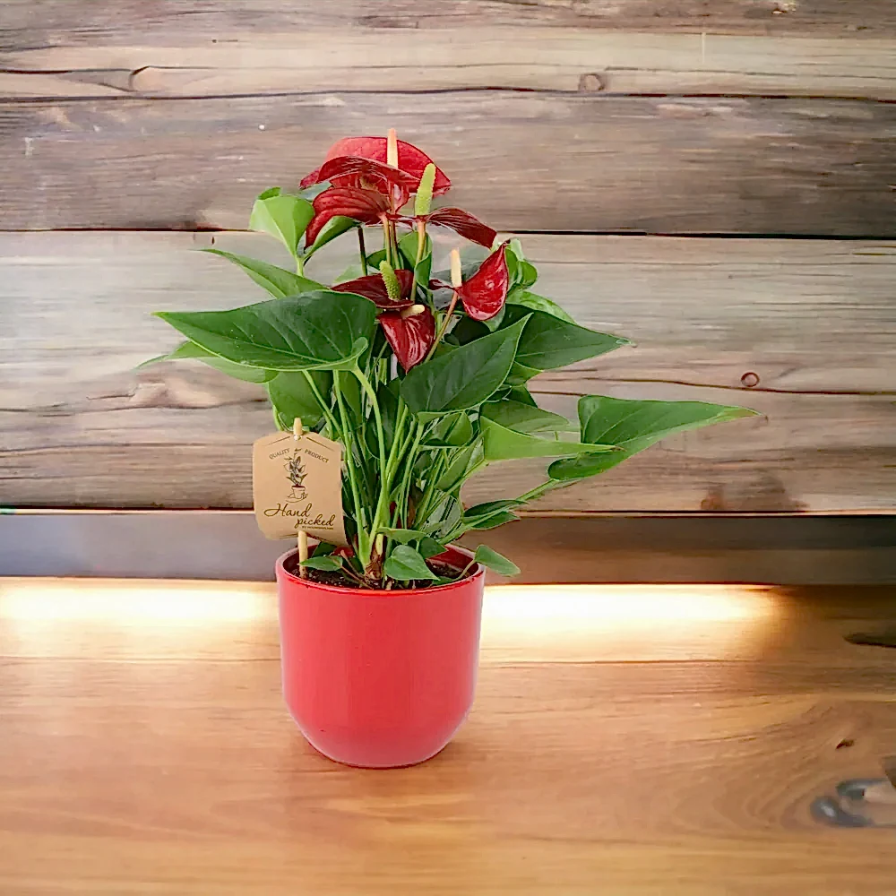 Anthurium Red Flamingo Flower 12cm Plants By Post