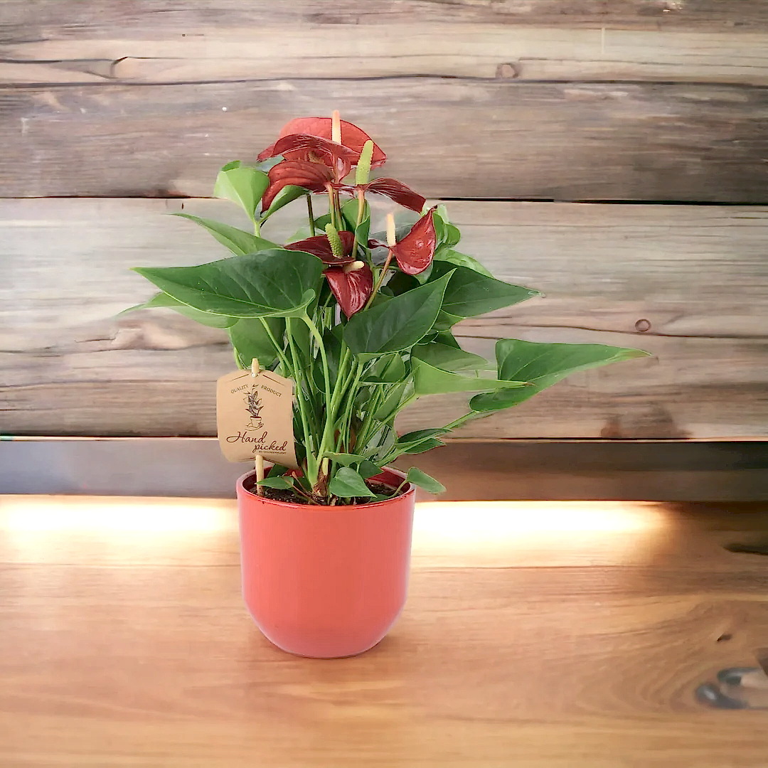 Anthurium Red Flamingo Flower 12cm Plants By Post