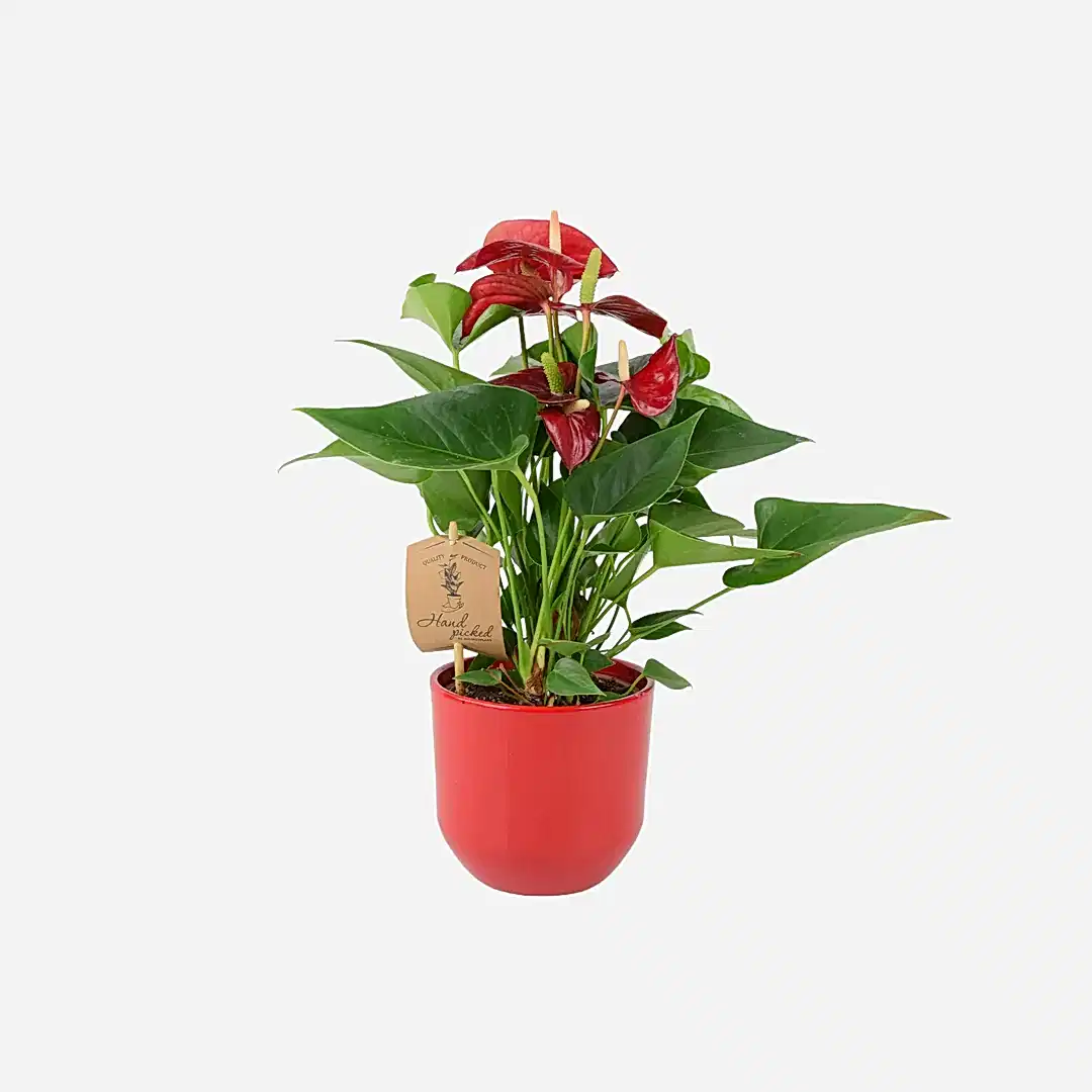 Anthurium Red Flamingo Flower 12cm Plants By Post
