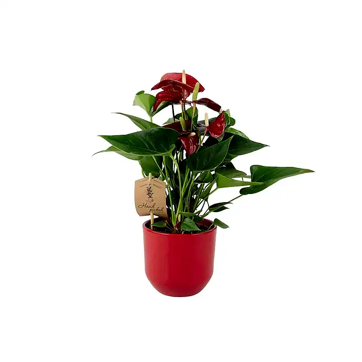 Anthurium Red Flamingo Flower 12cm Plants By Post