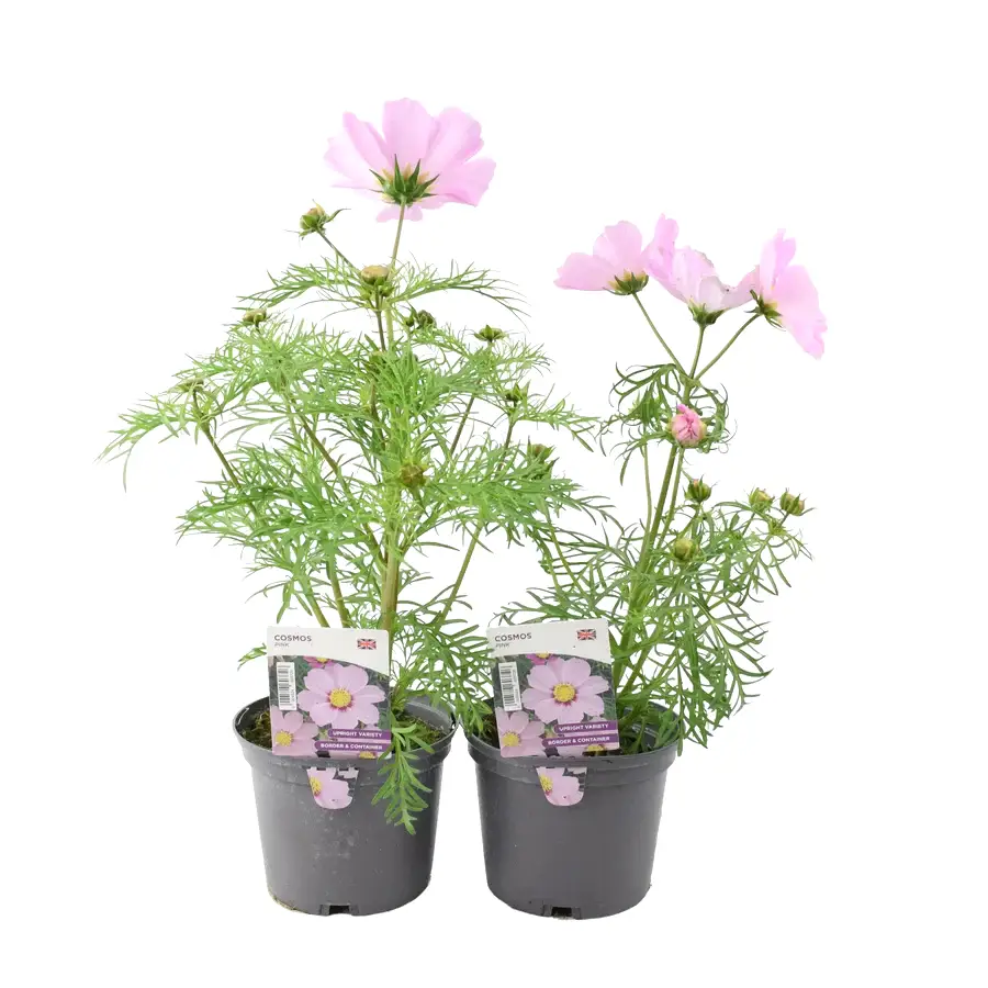 Cosmos Pink 1L Pot x 2