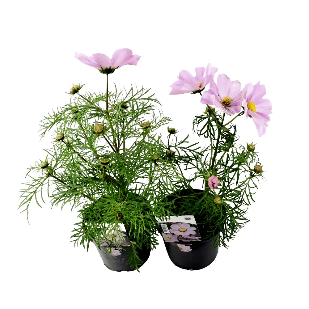 Cosmos Pink 1L Pot x 2
