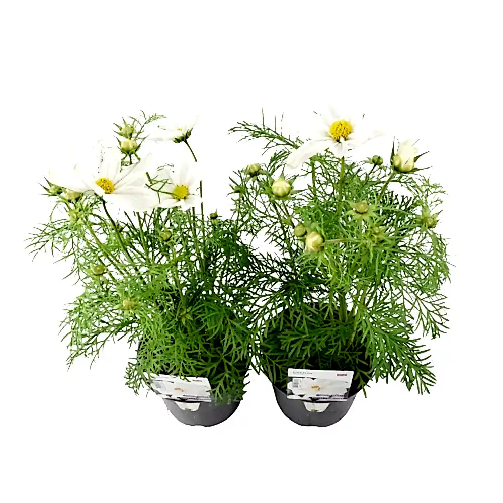 Cosmos White