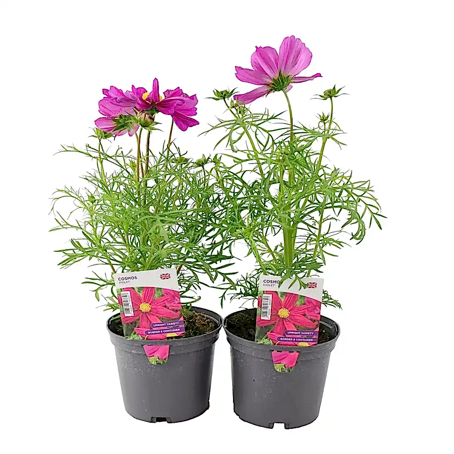 Cosmos Violet