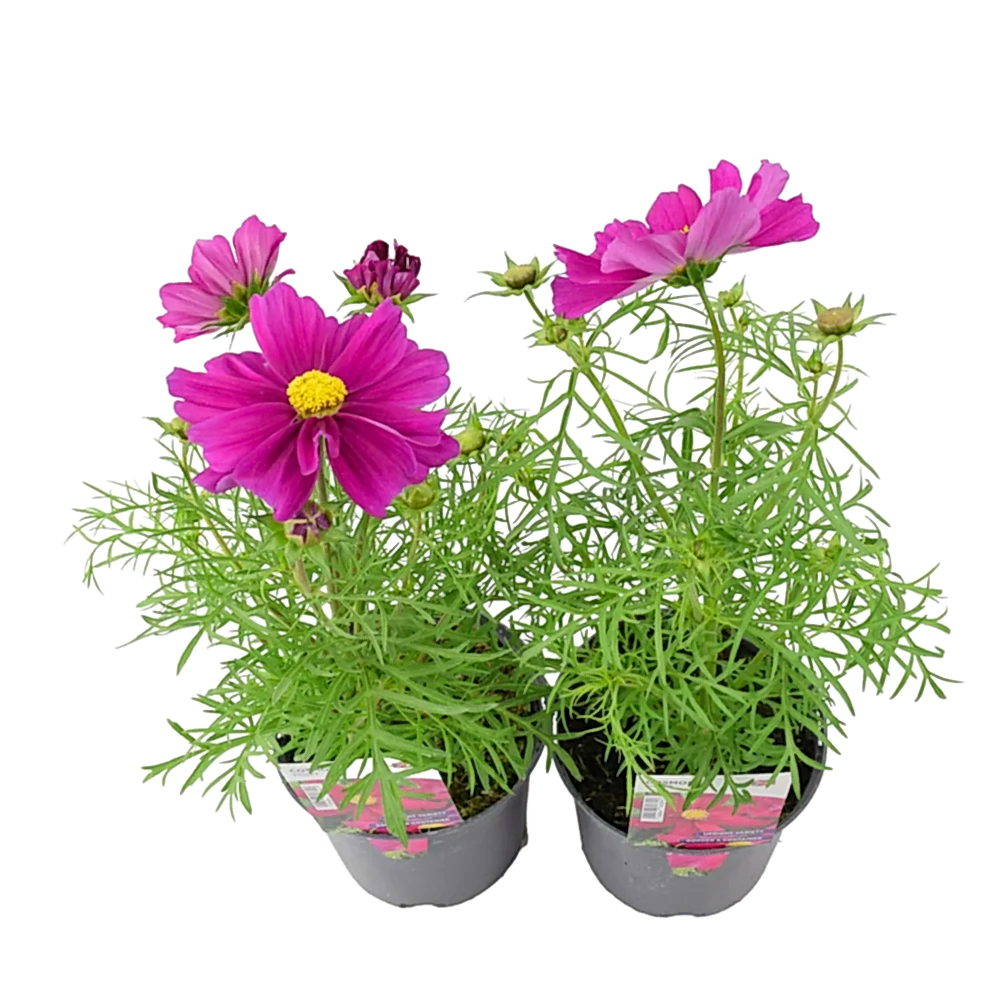 Cosmos Violet