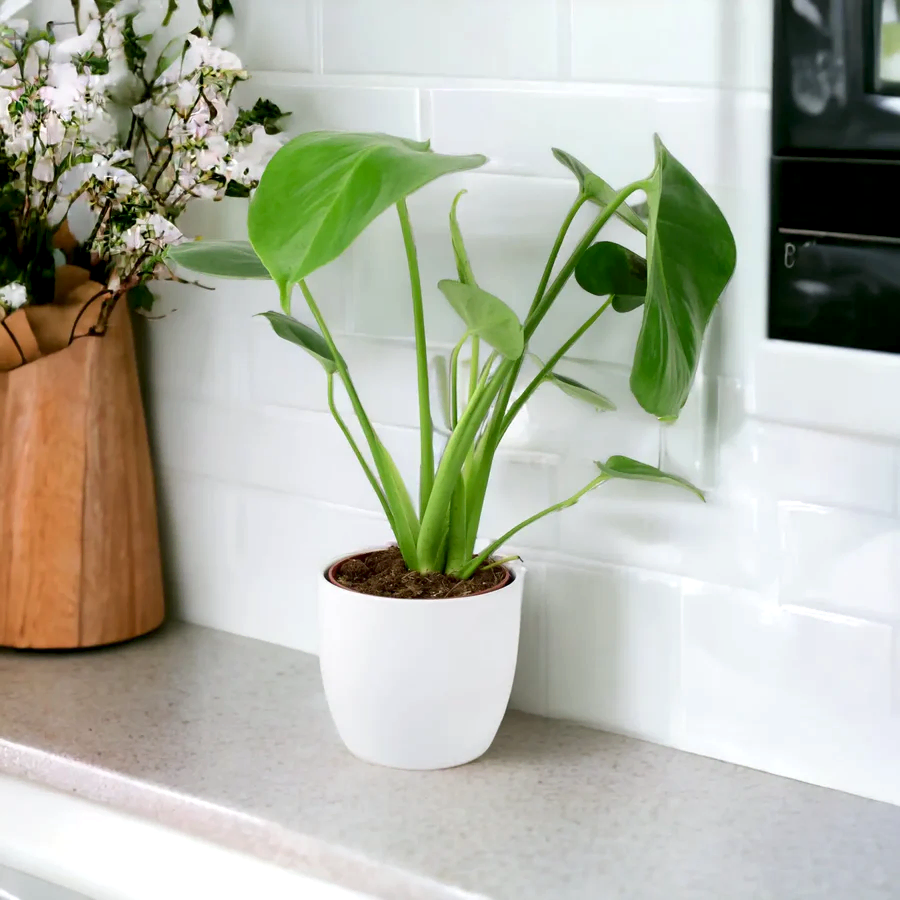 Monstera Deliciosa Cheese Plant 12cm In Peat Free Compost Plants By Post UK