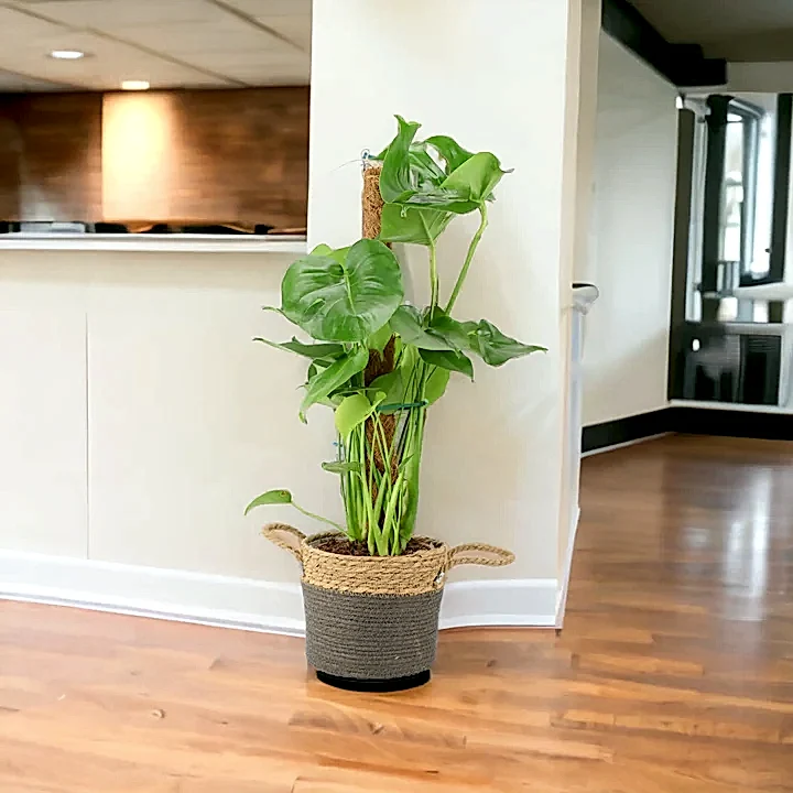 Monstera Deliciosa Plant on 19cm Mosspole Plants By Post UK