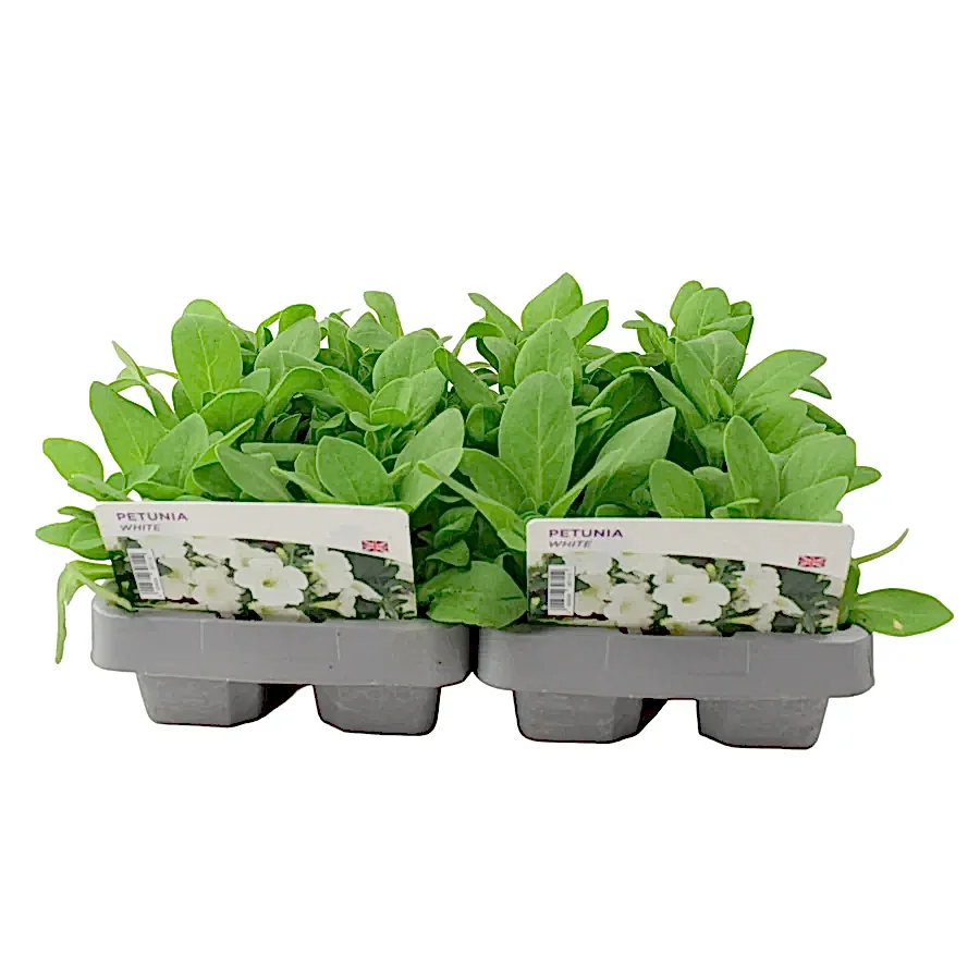 Petunia White 6 Pack x 2 (12 Plants) plants by post