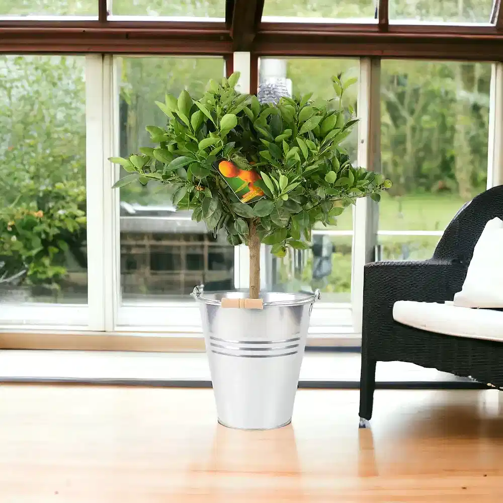 Citrus Calamondin Orange Tree plants by post