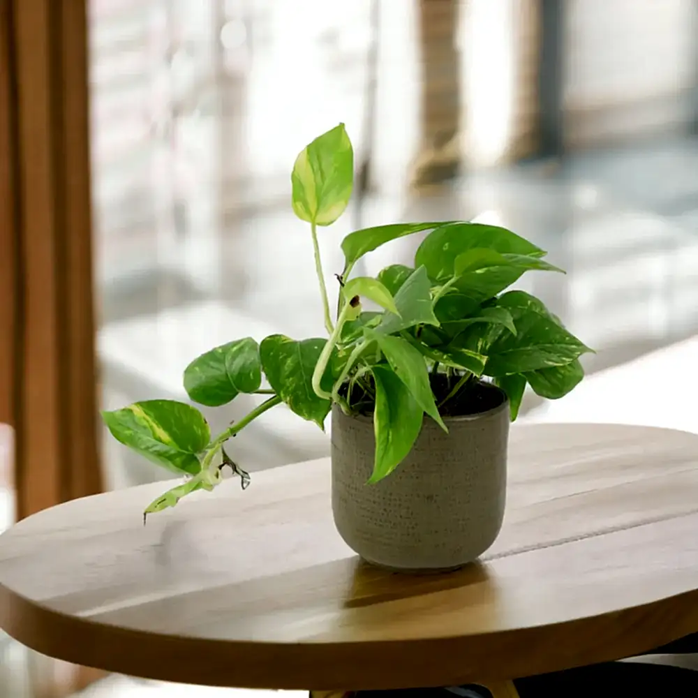 Epipremnum Aureum 12cm
