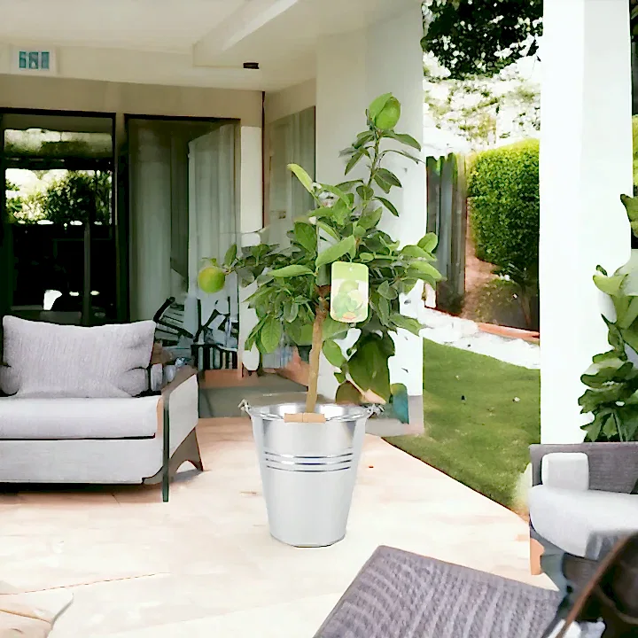 Citrus Lime Tree