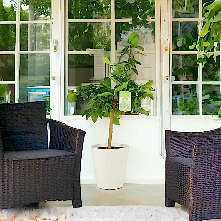 Citrus Lime Tree