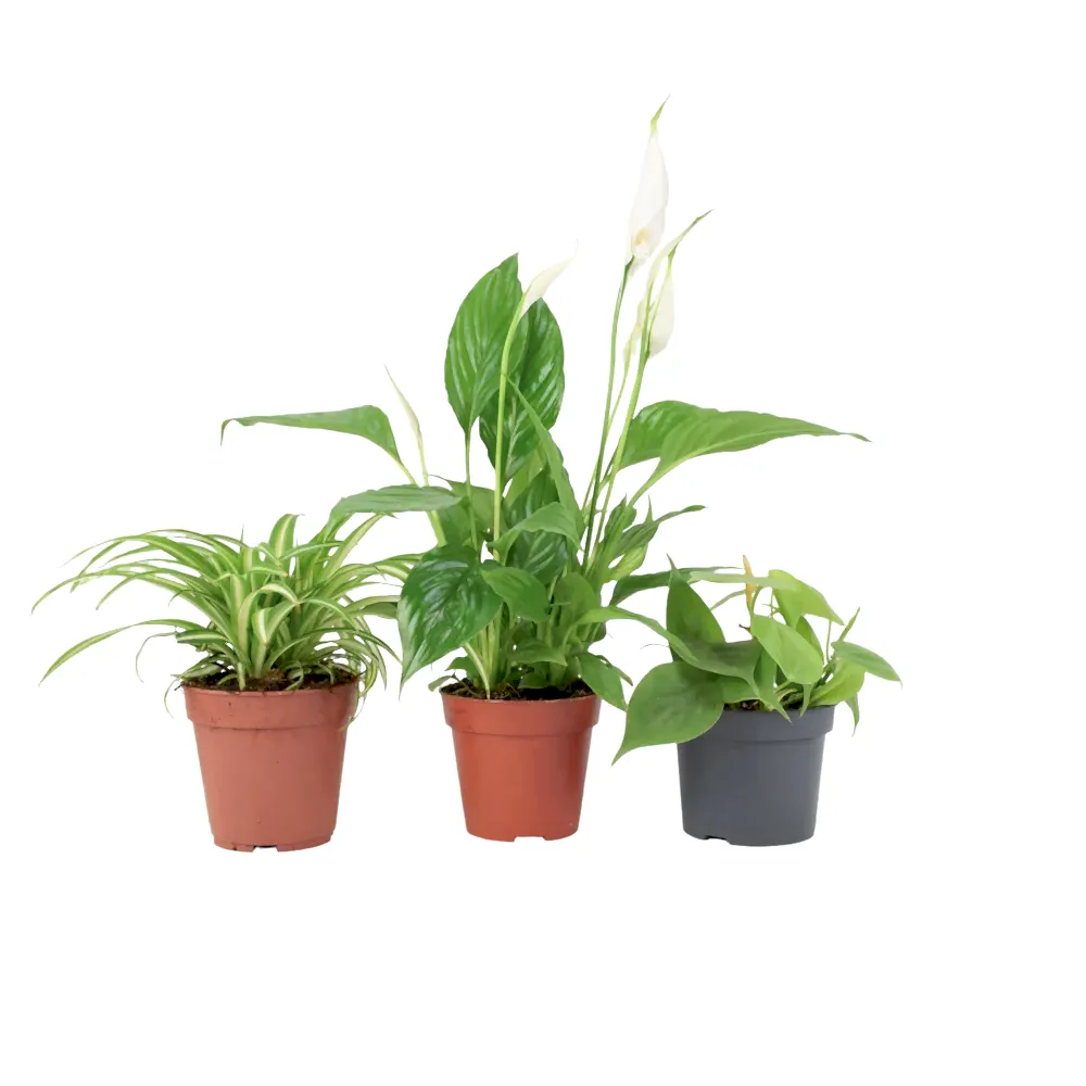 Bathroom Houseplant Collection