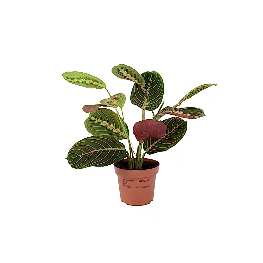 Maranta Leuconeura Prayer Plant 12cm