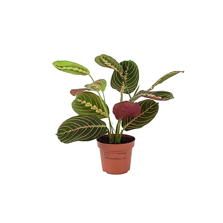 Maranta Leuconeura Prayer Plant 12cm