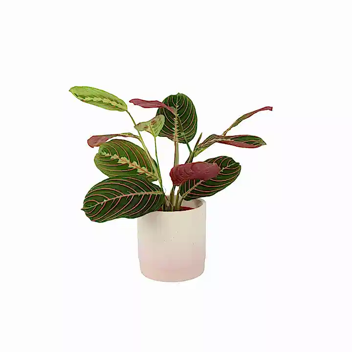Maranta Leuconeura Prayer Plant 12cm