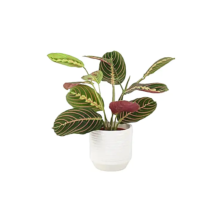 Maranta Leuconeura Prayer Plant 12cm
