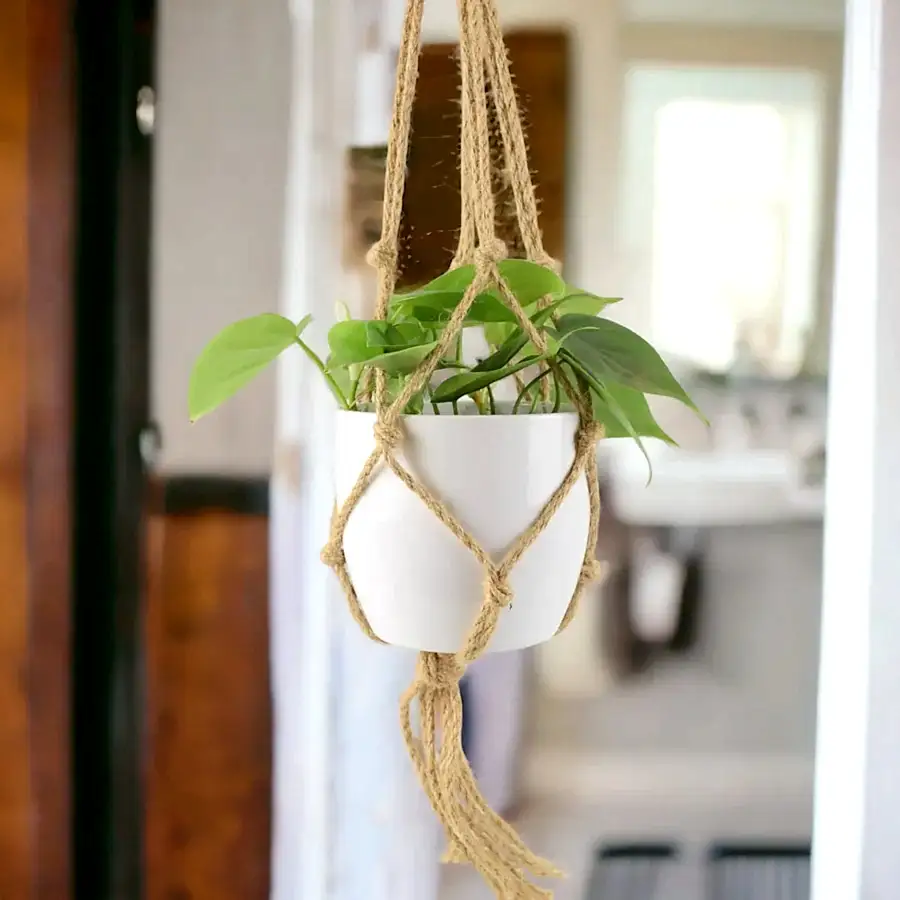 Philodendron Scandens 12cm Pot