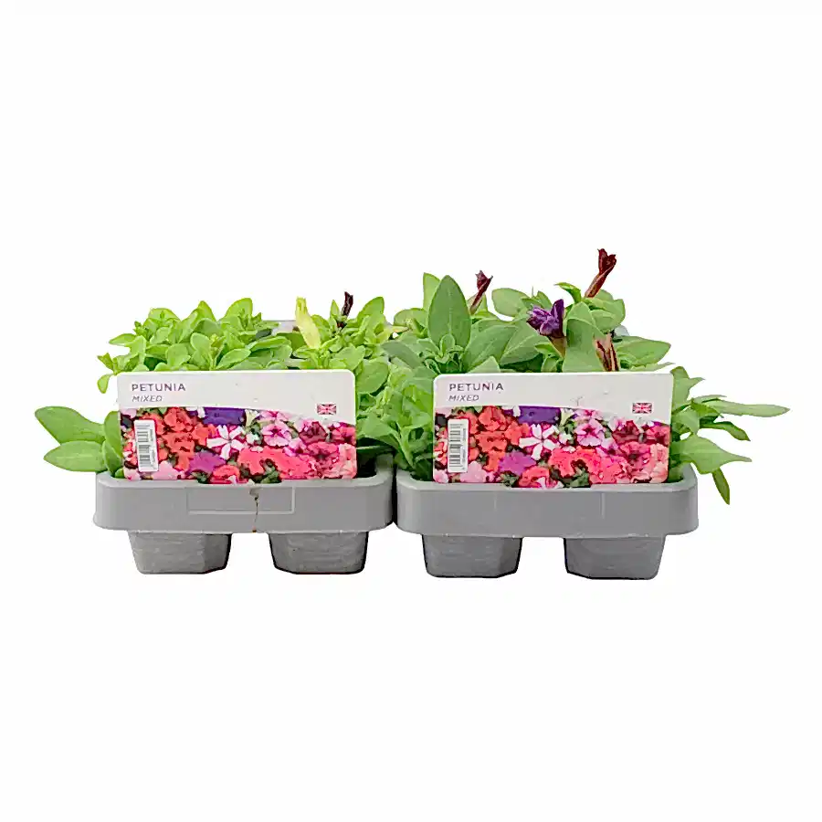 Petunia Mixed 6 Pack x 2 (12 Plants) plants by post