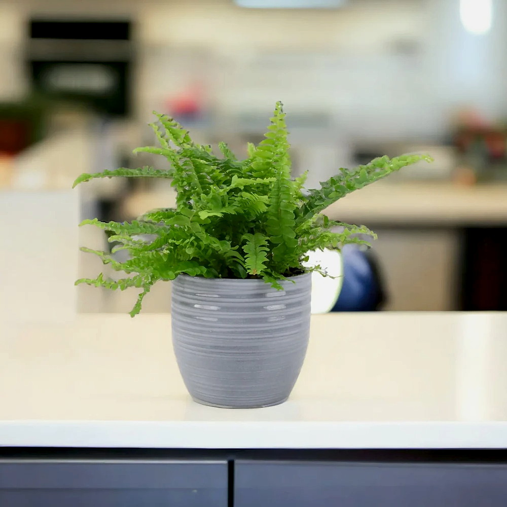 Boston Fern (Nephrolepsis) In 12cm