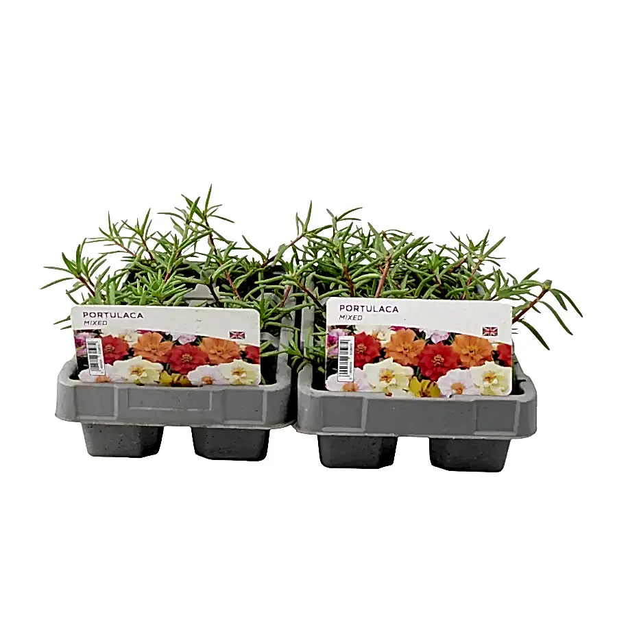 Portulaca Mixed 6 Pack x 2 (12 Plants) plants by post