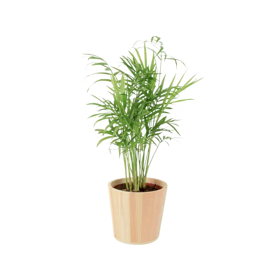 Chamaedora Elegans Parlor Palm 12cm