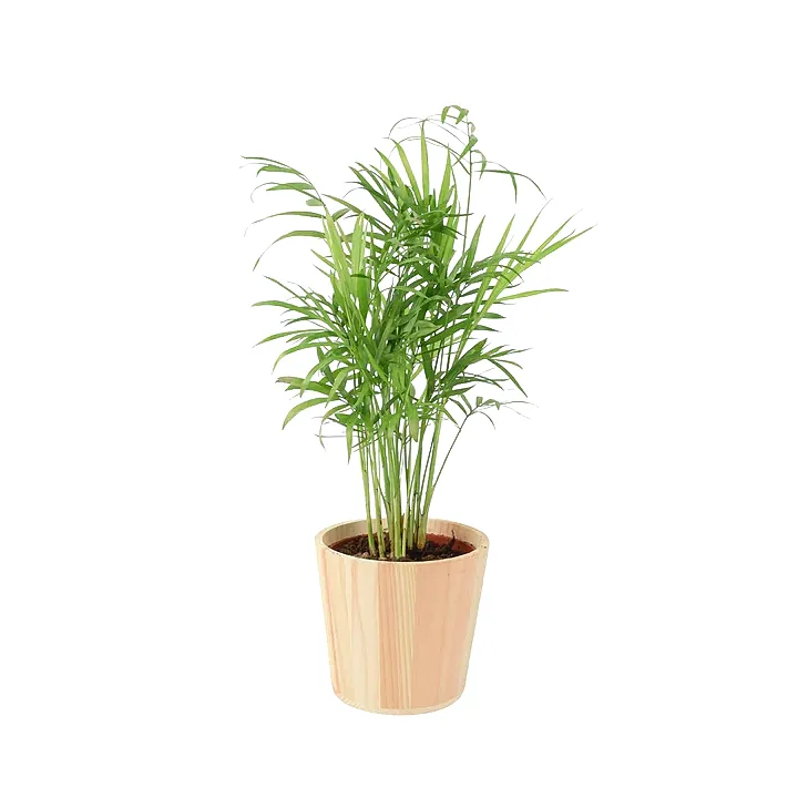 Chamaedora Elegans Parlor Palm 12cm