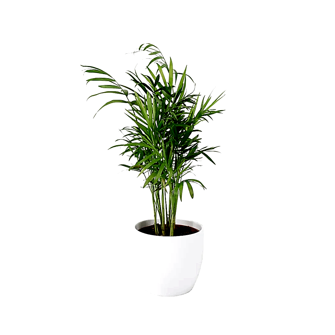 Chamaedora Elegans Parlor Palm 12cm