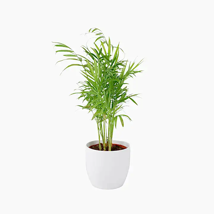 Chamaedora Elegans Parlor Palm 12cm