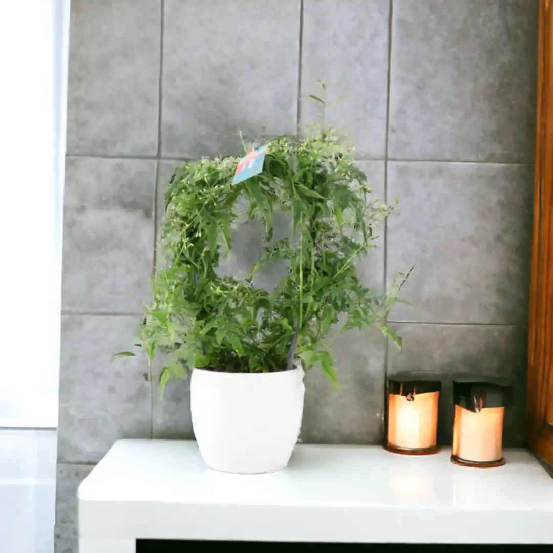 Jasmine Hoop 12cm Plants By Post UK